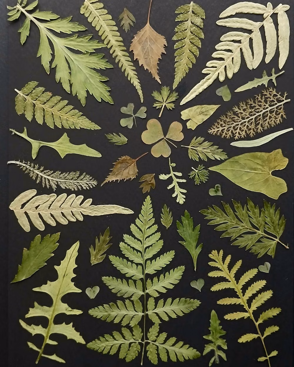 pressed dark botanical specimens photograph -